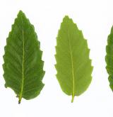 dub trojský <i>(Quercus trojana)</i> / Habitus