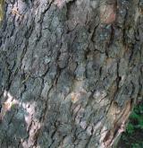 javor klen <i>(Acer pseudoplatanus)</i> / Borka kmene