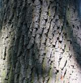 dub letní <i>(Quercus robur)</i> / Borka kmene