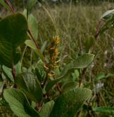 vrba  <i>(Salix ×onusta)</i> / Plod