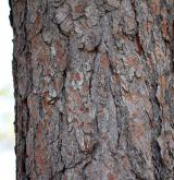 borovice kalabrijská <i>(Pinus brutia)</i> / Borka kmene