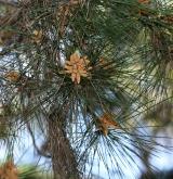 borovice kalabrijská <i>(Pinus brutia)</i> / Květ/Květenství