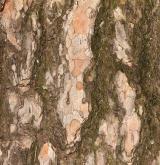 borovice wallichiana <i>(Pinus wallichiana)</i> / Borka kmene