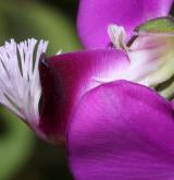 vítod myrtifolia <i>(Polygala myrtifolia)</i> / Květ/Květenství