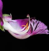 vítod myrtifolia <i>(Polygala myrtifolia)</i> / Květ/Květenství