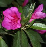 pěnišník Simsův <i>(Rhododendron simsii)</i> / Květ/Květenství