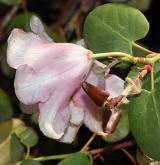 pěnišník Williamsův <i>(Rhododendron williamsianum)</i> / Květ/Květenství
