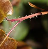 pěnišník Williamsův <i>(Rhododendron williamsianum)</i> / List