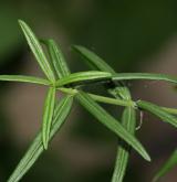 brslen nízký <i>(Euonymus nanus)</i> / List