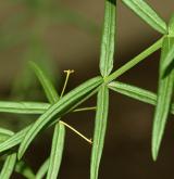 brslen nízký <i>(Euonymus nanus)</i> / List
