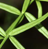 brslen nízký <i>(Euonymus nanus)</i> / List