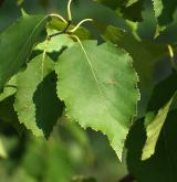 bříza Maximovičova × papírová <i>(Betula maximowicziana × papyrifera)</i> / List