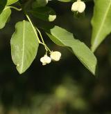 brslen kopinatolistý <i>(Euonymus lanceifolius)</i> / Plod