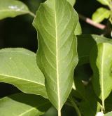 brslen kopinatolistý <i>(Euonymus lanceifolius)</i> / List