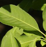 brslen kopinatolistý <i>(Euonymus lanceifolius)</i> / List