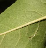 brslen kopinatolistý <i>(Euonymus lanceifolius)</i> / List