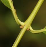 brslen kopinatolistý <i>(Euonymus lanceifolius)</i> / Větve a pupeny