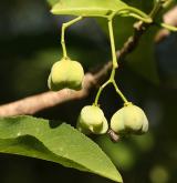 brslen kopinatolistý <i>(Euonymus lanceifolius)</i> / Plod