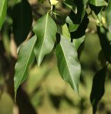 brslen Maackův <i>(Euonymus maackii)</i> / List