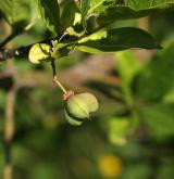brslen  <i>(Euonymus oresbius)</i> / Plod