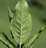 brslen  <i>(Euonymus oresbius)</i> / List