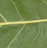 dub pagoda <i>(Quercus pagoda)</i> / List