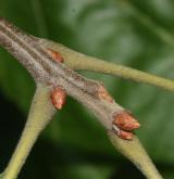 dub pagoda <i>(Quercus pagoda)</i> / Větve a pupeny