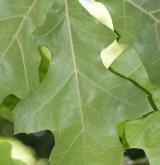 dub pagoda <i>(Quercus pagoda)</i> / List