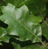 dub pagoda <i>(Quercus pagoda)</i> / List