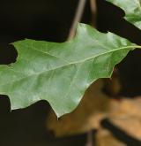 dub pagoda <i>(Quercus pagoda)</i> / List