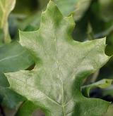 dub pagoda <i>(Quercus pagoda)</i> / List