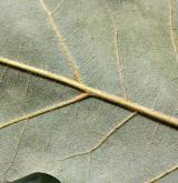 dub pagoda <i>(Quercus pagoda)</i> / List