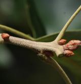 dub pagoda <i>(Quercus pagoda)</i> / Větve a pupeny