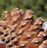 borovice kanárská <i>(Pinus canariensis)</i> / Plod