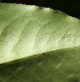 brslen  <i>(Euonymus carnosus)</i> / List