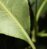 brslen  <i>(Euonymus carnosus)</i> / List