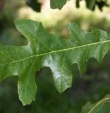 dub lyrovitý <i>(Quercus lyrata)</i> / List