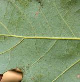 dub lyrovitý <i>(Quercus lyrata)</i> / List