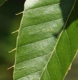 dub proměnlivý <i>(Quercus variabilis)</i> / List