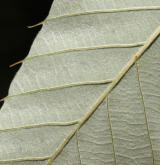 dub proměnlivý <i>(Quercus variabilis)</i> / List