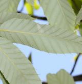 dub proměnlivý <i>(Quercus variabilis)</i> / List