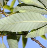 dub proměnlivý <i>(Quercus variabilis)</i> / List