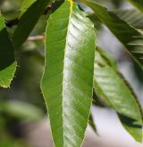 dub proměnlivý <i>(Quercus variabilis)</i> / List