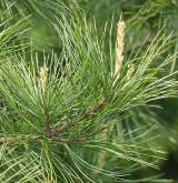 borovice koraiensis <i>(Pinus koraiensis)</i> / List