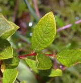 vrba  <i>(Salix ×onusta)</i> / List