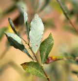 vrba popelavá <i>(Salix cinerea)</i> / List