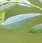 vrba lýkovcová <i>(Salix daphnoides)</i>
