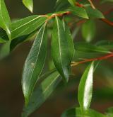 vrba lýkovcová <i>(Salix daphnoides)</i>