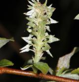 vrba ušatá <i>(Salix aurita)</i> / Květ/Květenství