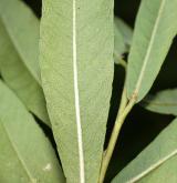 vrba  <i>(Salix ×bifida)</i> / List